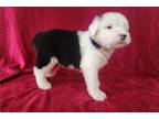 Old English Sheepdog Puppy for sale in Evansville, IN, USA