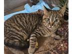 Adopt Katie a Domestic Short Hair, Tabby