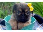 Brussels Griffon Puppy for sale in Fort Wayne, IN, USA