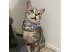 Adopt Stormy a Domestic Short Hair, American Shorthair