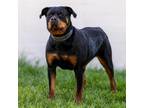 Adopt Jayla a Rottweiler