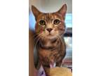 Adopt Cotton Candy a Domestic Short Hair