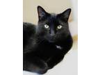 Adopt Stitch Eldon a Domestic Shorthair / Mixed (short coat) cat in St.