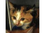 Adopt Jingle a Domestic Short Hair