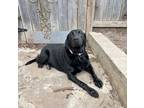 Adopt Xena a Black Labrador Retriever
