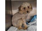 Adopt Pinky a Poodle
