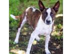 Adopt Agnus 24-04-139 a Cattle Dog, Pit Bull Terrier