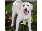 Adopt Hilda 24-05-057 a Great Pyrenees, Labrador Retriever