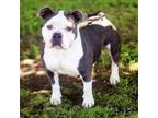 Adopt Pretty Girl 24-05-062 a Pit Bull Terrier