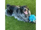 Adopt Oreo a Australian Shepherd