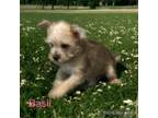Adopt Basil a Cairn Terrier, Terrier