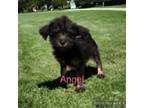 Adopt Angel a Cairn Terrier, Terrier
