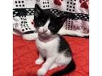 Adopt Lady Luck a Domestic Short Hair