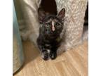 Adopt Brenly a Domestic Short Hair