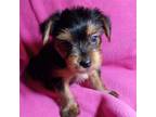 Yorkie two