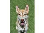 Adopt Blaire a Husky, Mixed Breed