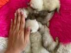 A Litter Of Scottish Fold From Parents With Pedigr