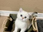 Blue Eyed BSH Male Kitten