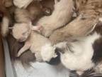Mink Kittens RAGDOLL