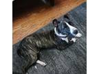 Adopt Terracotta (Brooklyn) a American Staffordshire Terrier