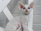 Nix Devon Rex Male White