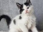 Picasso Maine Coon Male Black Harlequin