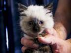 Rare Seal Point Ragdoll Kitten Ready To Go