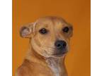 Adopt Pam Beesley a Mixed Breed