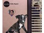 Adopt Kelly Kapoor a Mixed Breed