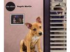 Adopt Angela Martin a Mixed Breed