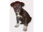 Adopt Santoro a Australian Cattle Dog / Blue Heeler, Terrier