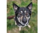 Adopt Wytt a German Shepherd Dog, Husky