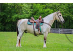 Flashy, Naturally Gaited, Super Fun Buckskin and White Spotted Saddle Gelding