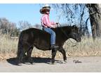 DIESEL â 2015 GRADE Black Pony Gelding! Go to [url removed] to