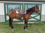 EMMAS LITTLE RANGER â 2015 AQHA Bay Gelding x Drifting Rocket Leo x Mr