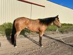 LIL BUCKING LAINEY â 2021 AQHA Buckskin Mare x MP Alone French Hymn x PC