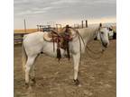 ROYAL SUPER SOUND â 2011 AQHA Gray Gelding x Royal Shake Em x Royal Quick