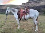 SILVER â 2010 GRADE Quarter Horse Gray Gelding! Go to www.Billingslivest