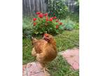 Adopt Lola a Chicken
