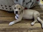 Adopt Miss Snuggles a Labrador Retriever