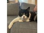 Adopt Zekora a Domestic Shorthair / Mixed cat in Vancouver, BC (41436631)