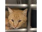 Adopt Macaroni a Domestic Short Hair