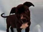 Adopt Cutie Pie a Pit Bull Terrier, Mixed Breed