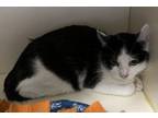 Adopt Toby a Domestic Short Hair