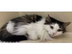 Adopt Suzie a Domestic Long Hair, Domestic Short Hair