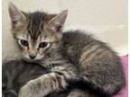 Adopt Vega a Domestic Short Hair