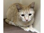 Adopt Georgie a Domestic Short Hair