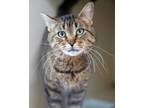 Adopt Charm a Domestic Short Hair