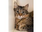 Adopt Adel a Domestic Medium Hair, Domestic Short Hair