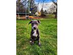 Adopt Silver a Pit Bull Terrier
